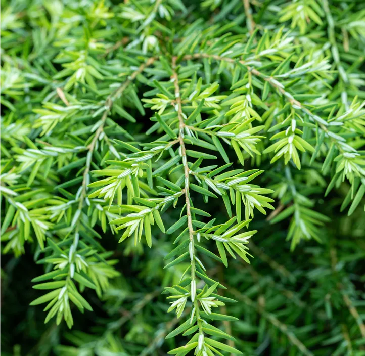 Kissen-Hemlockstanne 'Jeddeloh'