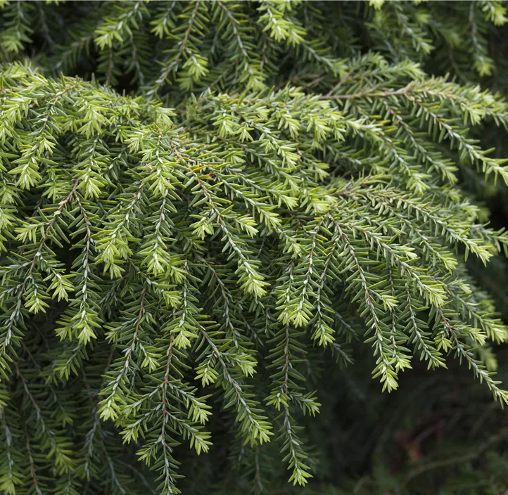 Kissen-Hemlockstanne 'Jeddeloh'
