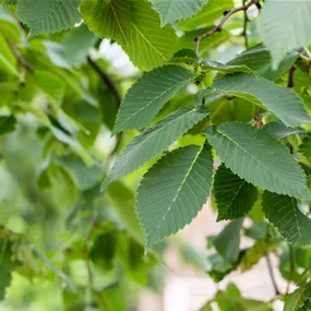Ulmus 'Camperdownii'