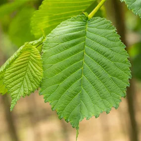 Ulmus 'Camperdownii'
