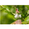 bellaflora Gartencenter GmbH