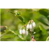 bellaflora Gartencenter GmbH