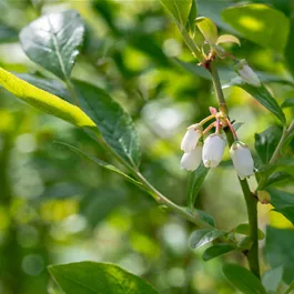 Vaccinium corymbosum Duke