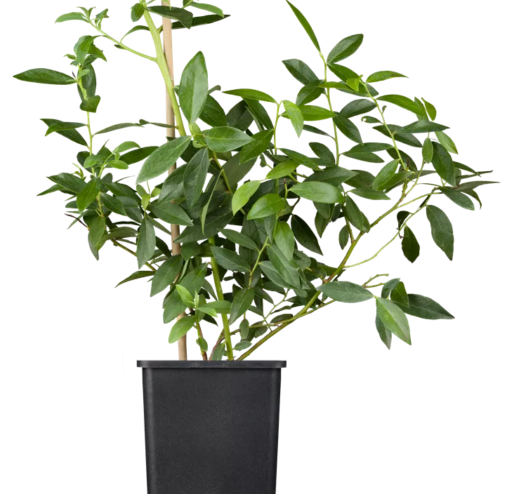 Heidelbeere 'Pink Lemonade'