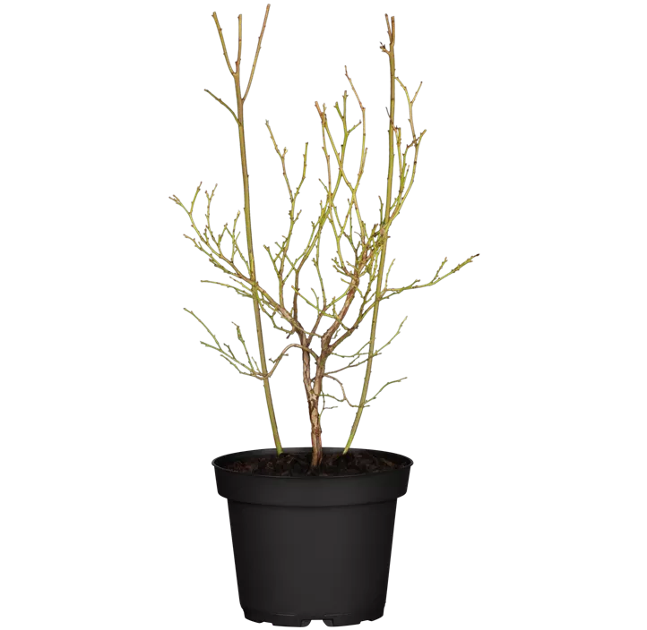 Heidelbeere 'Pink Lemonade'