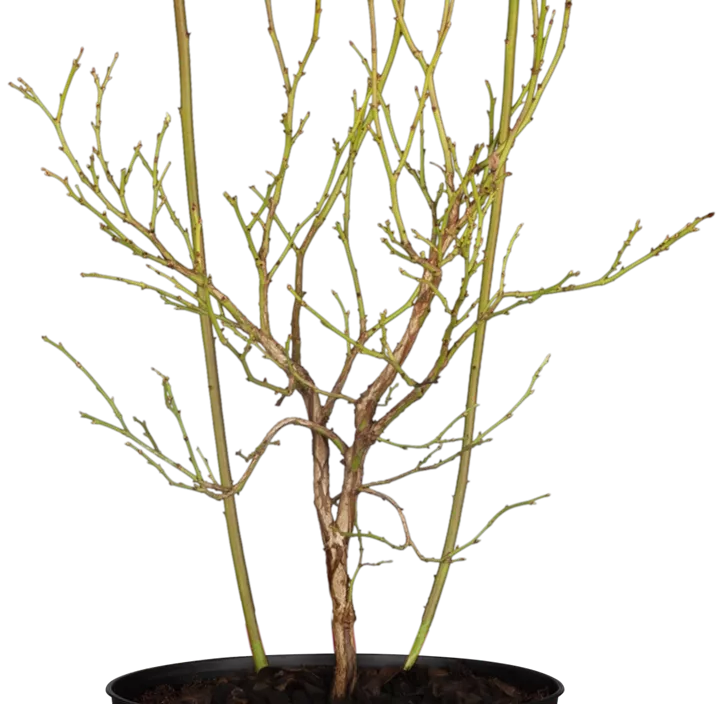 Heidelbeere 'Pink Lemonade'