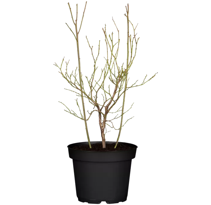 Heidelbeere 'Pink Lemonade'