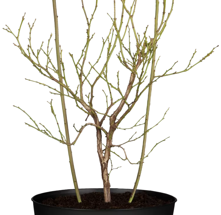 Heidelbeere 'Pink Lemonade'