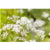 bellaflora Gartencenter GmbH