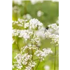 bellaflora Gartencenter GmbH