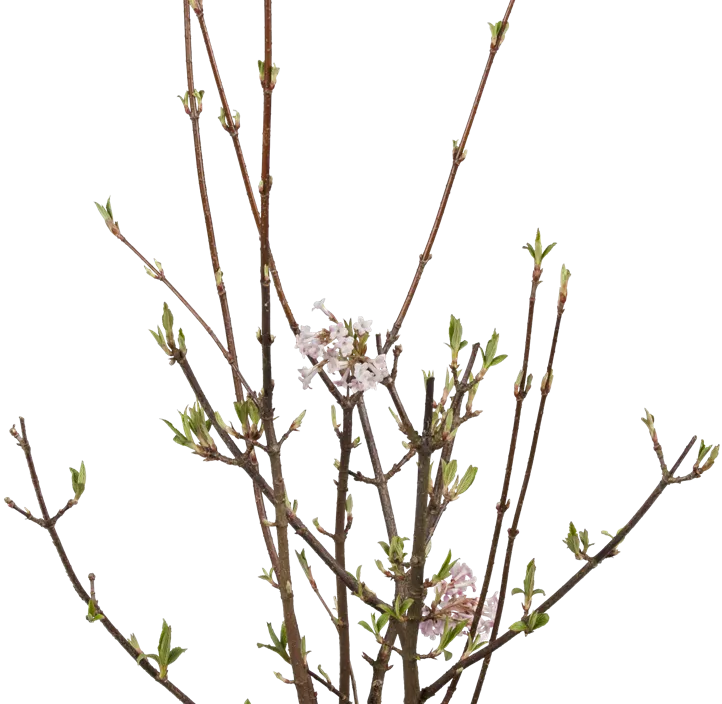 Winter-Schneeball 'Charles Lamont'