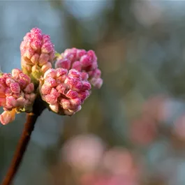 Viburnum bodnantense Charles Lamont