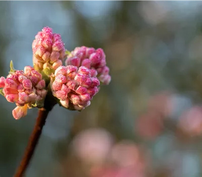 Viburnum bodnantense Charles Lamont