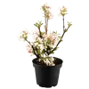 bellaflora Gartencenter GmbH