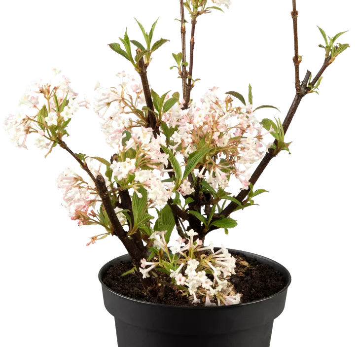 Winter-Schneeball 'Charles Lamont'