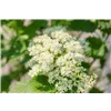 bellaflora Gartencenter GmbH