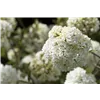 bellaflora Gartencenter GmbH