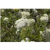 bellaflora Gartencenter GmbH