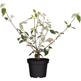 Viburnum mix