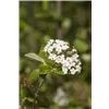 bellaflora Gartencenter GmbH