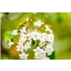 bellaflora Gartencenter GmbH