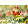 bellaflora Gartencenter GmbH