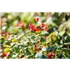 bellaflora Gartencenter GmbH