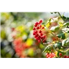 bellaflora Gartencenter GmbH