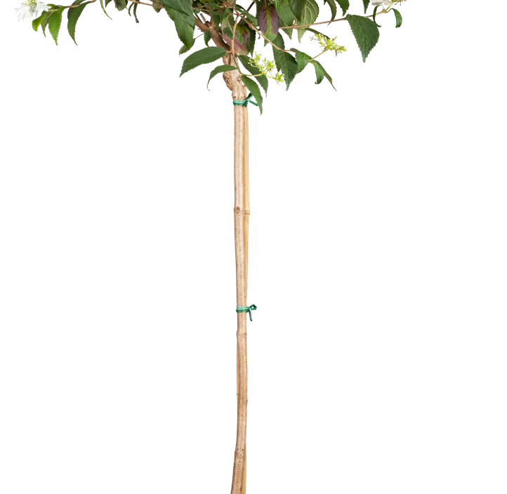 Gefüllter Schneeball 'Watanabe'