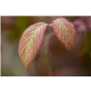 bellaflora Gartencenter GmbH