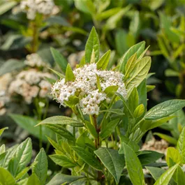 Viburnum pragense