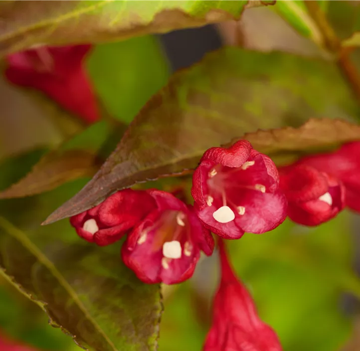 Weigelie 'All Summer Red'
