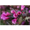 bellaflora Gartencenter GmbH