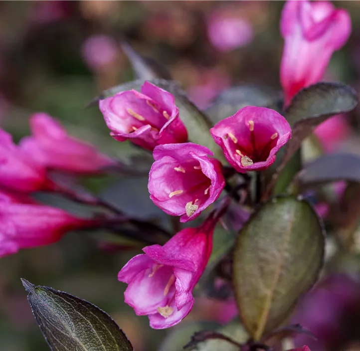 Rosa Weigelie 'Alexandra'(s)