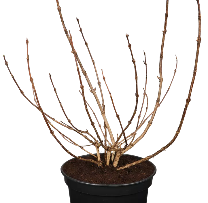 Rosa Weigelie 'Alexandra'(s) Rosa Weigelie 'Alexandra'(s)