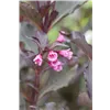 bellaflora Gartencenter GmbH
