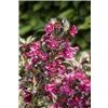 bellaflora Gartencenter GmbH