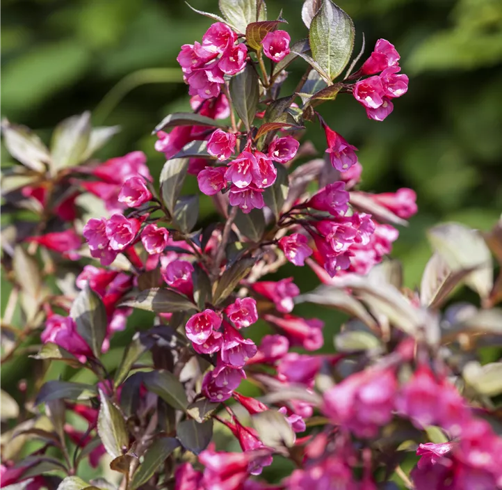 Rosa Weigelie 'Alexandra'(s)