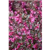 bellaflora Gartencenter GmbH