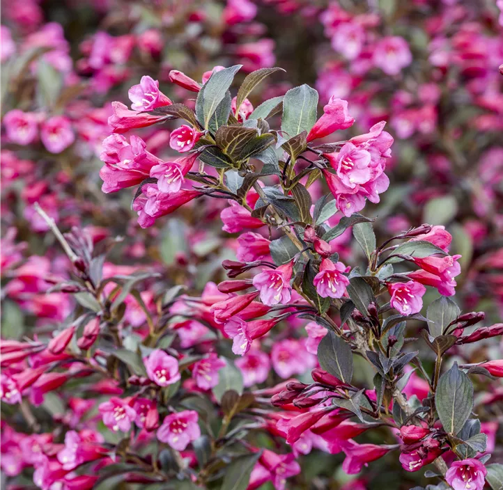 Rosa Weigelie 'Alexandra'(s)