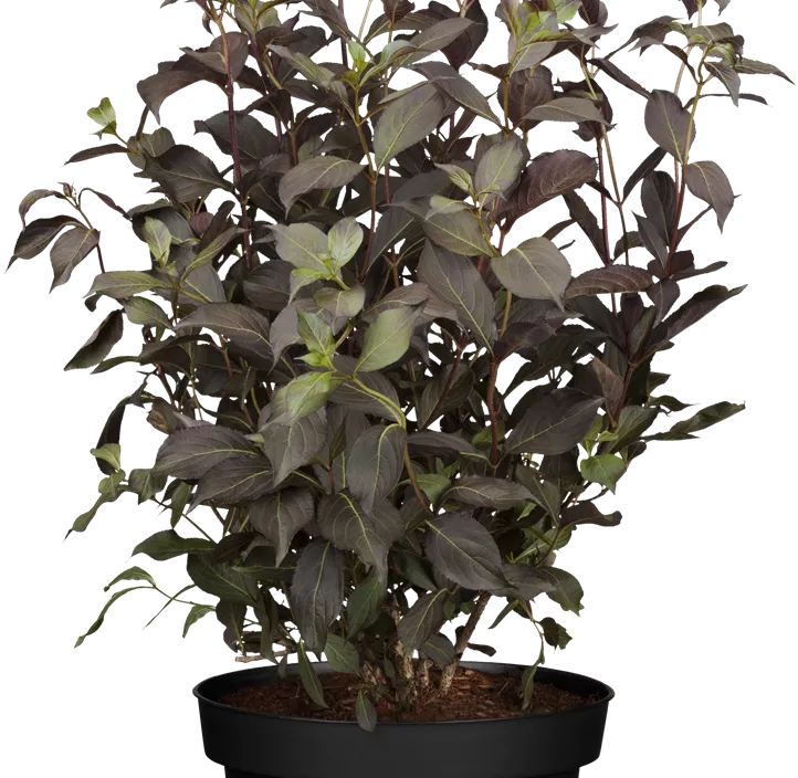 Rosa Weigelie 'Alexandra'(s) Rosa Weigelie 'Alexandra'(s)