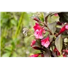 bellaflora Gartencenter GmbH