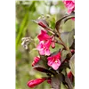 bellaflora Gartencenter GmbH