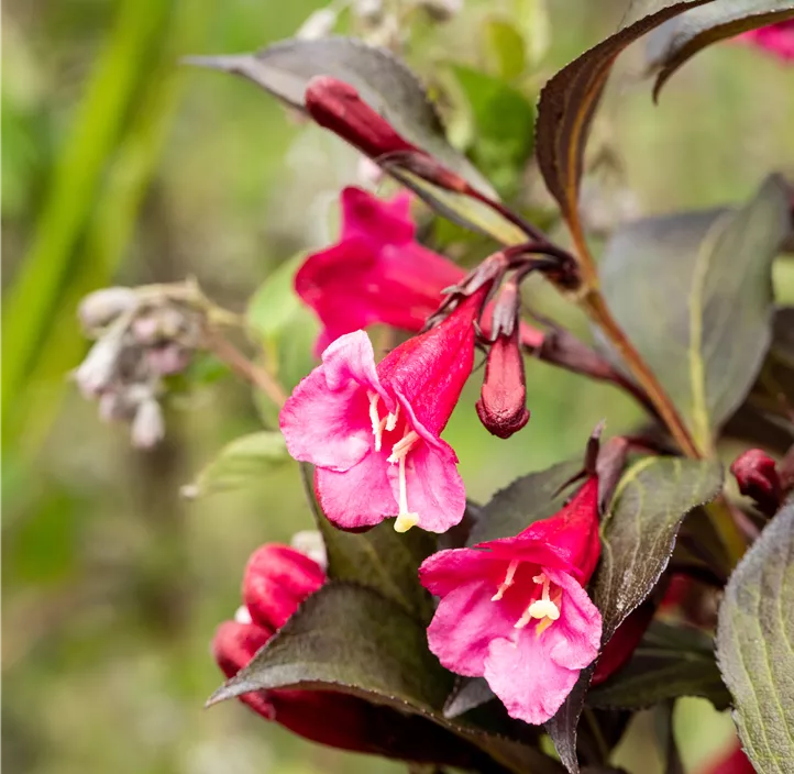 Rosa Weigelie 'Alexandra'(s)