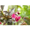 bellaflora Gartencenter GmbH
