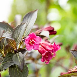 Weigela florida Alexandra