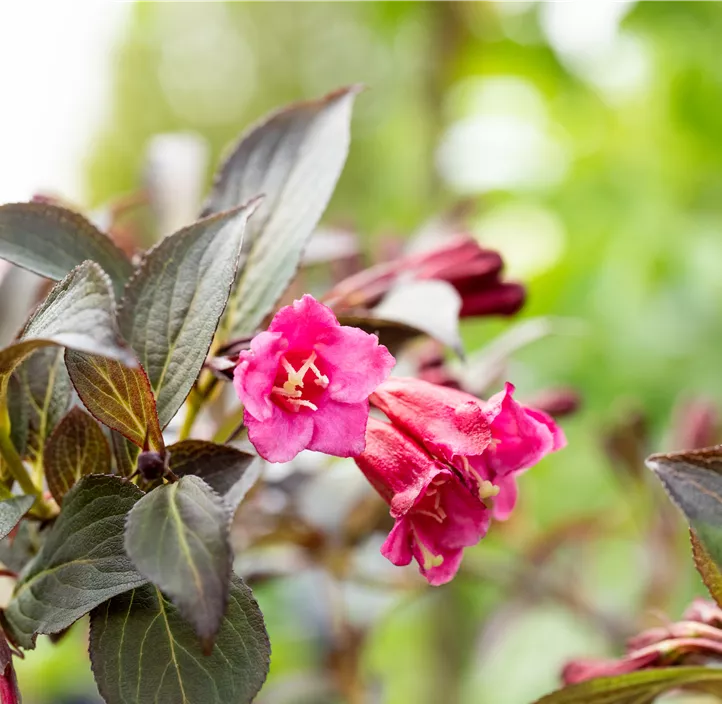 Rosa Weigelie 'Alexandra'(s)