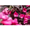 bellaflora Gartencenter GmbH