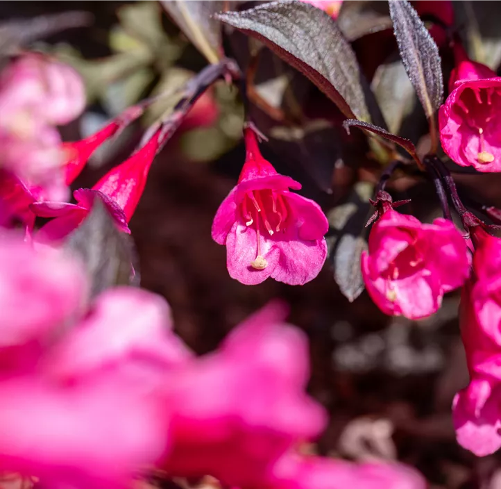 Rosa Weigelie 'Alexandra'(s)