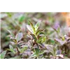 bellaflora Gartencenter GmbH